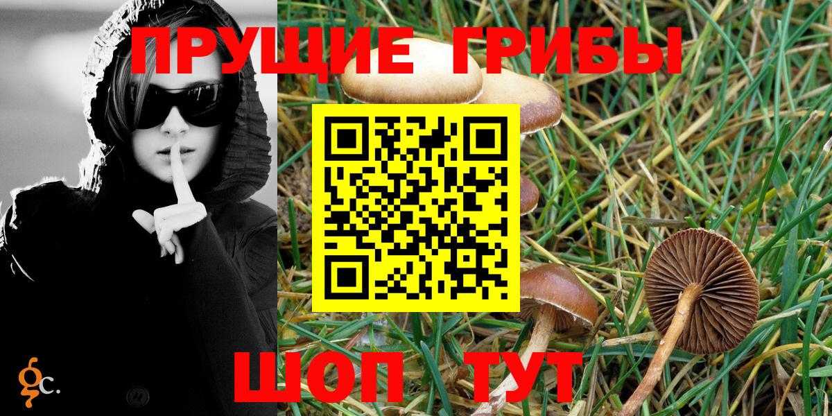 Чистополь  Псилоцибиновые грибы MAGIC MUSHROOMS  Вход с VPN 